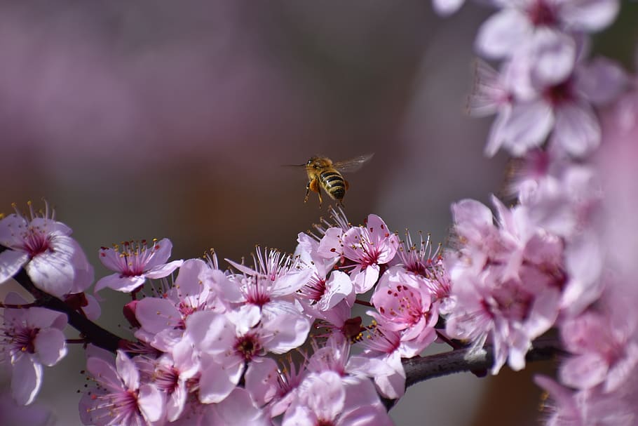 bee, insect, nature, bloom, spring, lavender, pollen, garden HD wallpaper