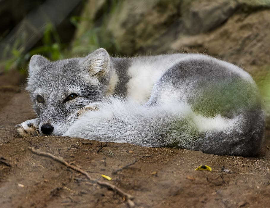 wolf pup lying on brown surface, animal themes, one animal, mammal HD wallpaper