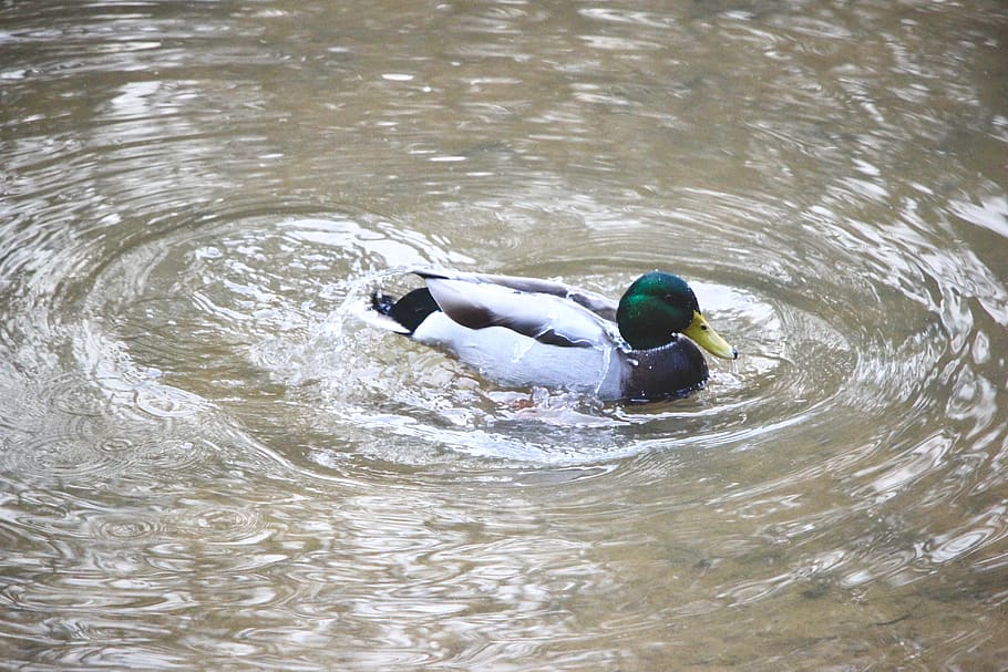 Swimming bird