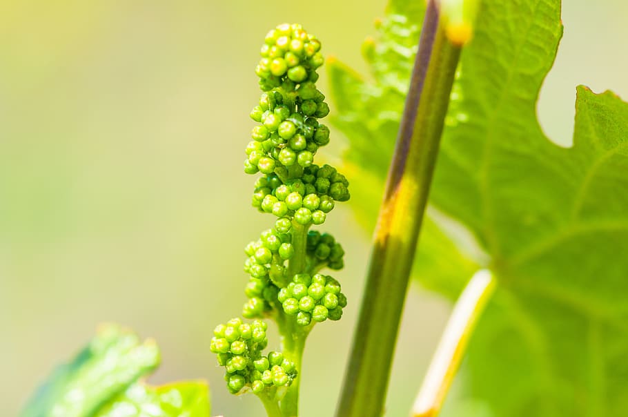 wine, grapevine, winegrowing, fruit, macro, fruity, berries HD wallpaper
