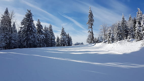 snow, winter, cold, frost, ice, frozen, tree, season, landscape HD wallpaper