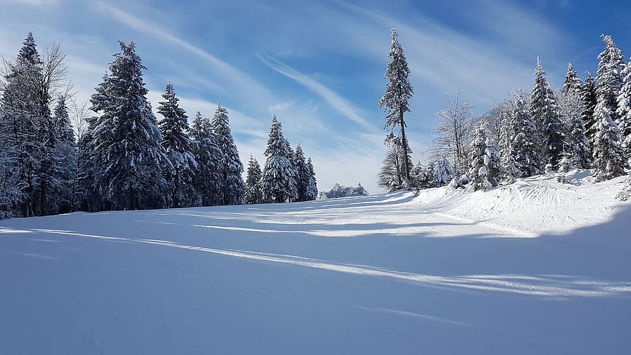 snow, winter, cold, frost, ice, frozen, tree, season, landscape HD wallpaper