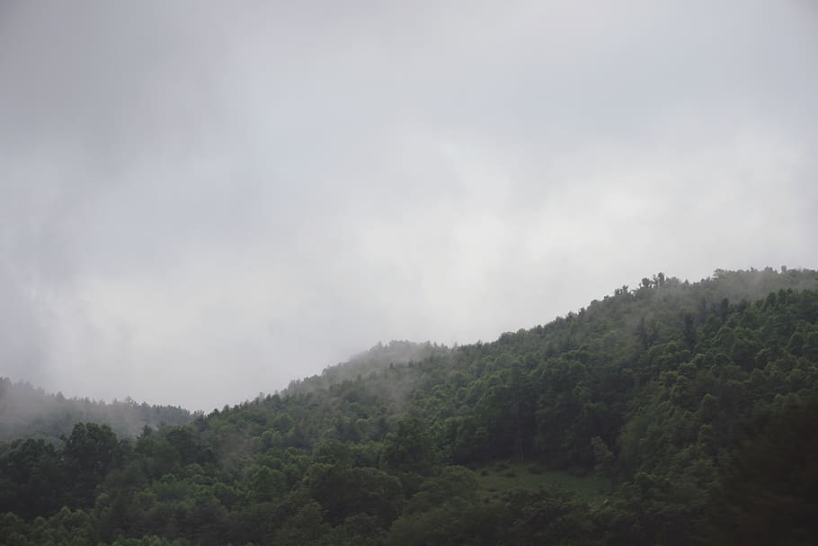 fog, clouds, trees, mountains, morning, forest, hills, plant HD wallpaper