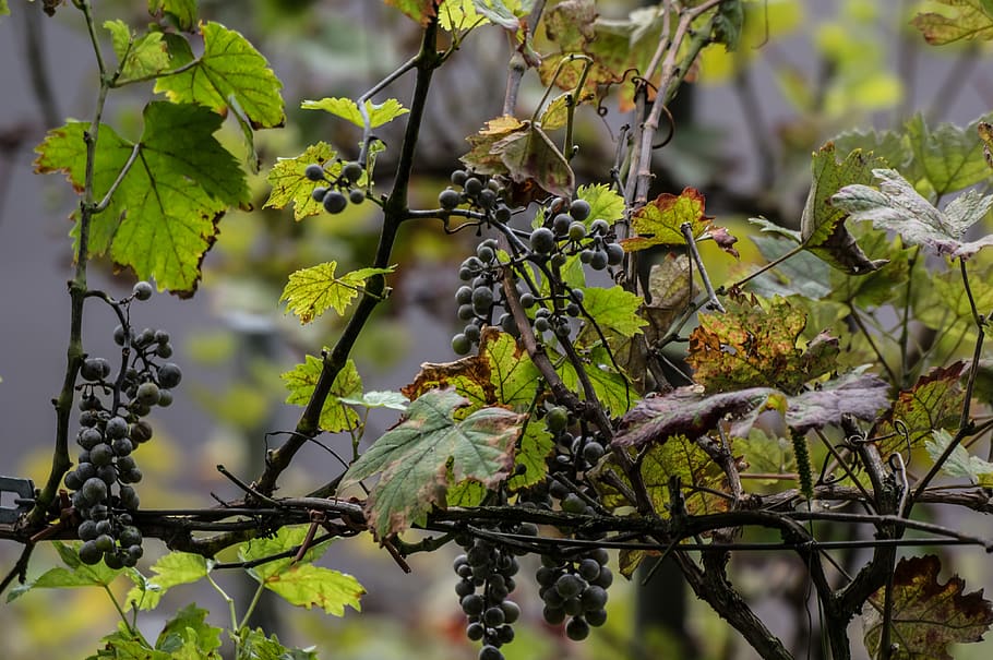grapes, fruit, winegrowing, vine, grapevine, fruits, rebstock HD wallpaper