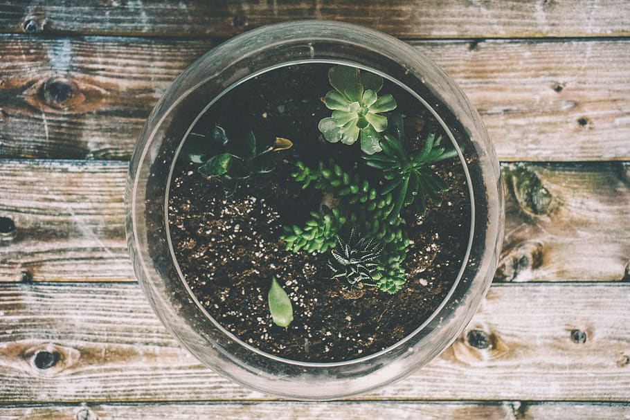 Clear Glass Bowl, botanical, decor, design, environment, food HD wallpaper