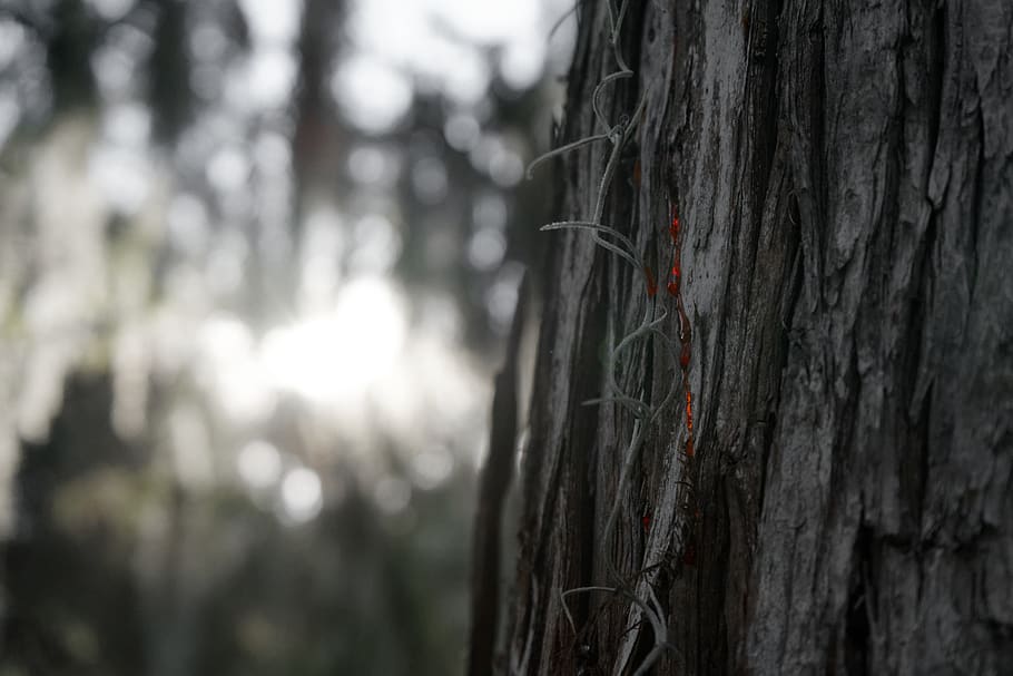 forest, tree, red, bokeh, tree trunk, focus on foreground, plant HD wallpaper