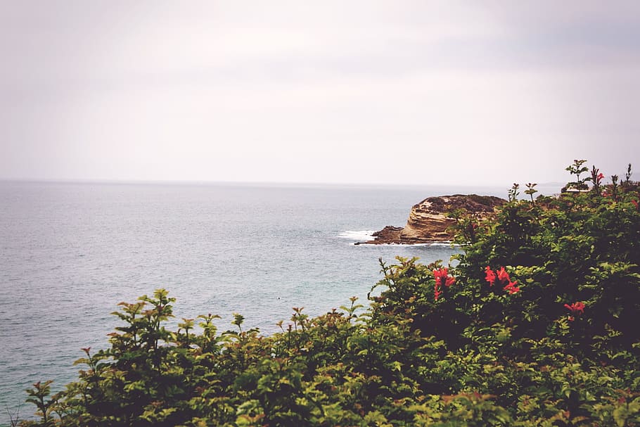 sky, grey, water, beach, rocks, green, red, flowers, sea, ocean HD wallpaper