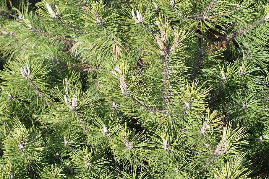 plant, tree, conifer, pine, fir, abies, nature, texture, green HD wallpaper