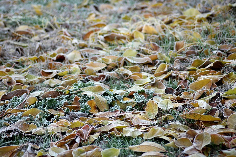 ground frost, cold, foliage, autumn, november, collapse, nature, HD wallpaper