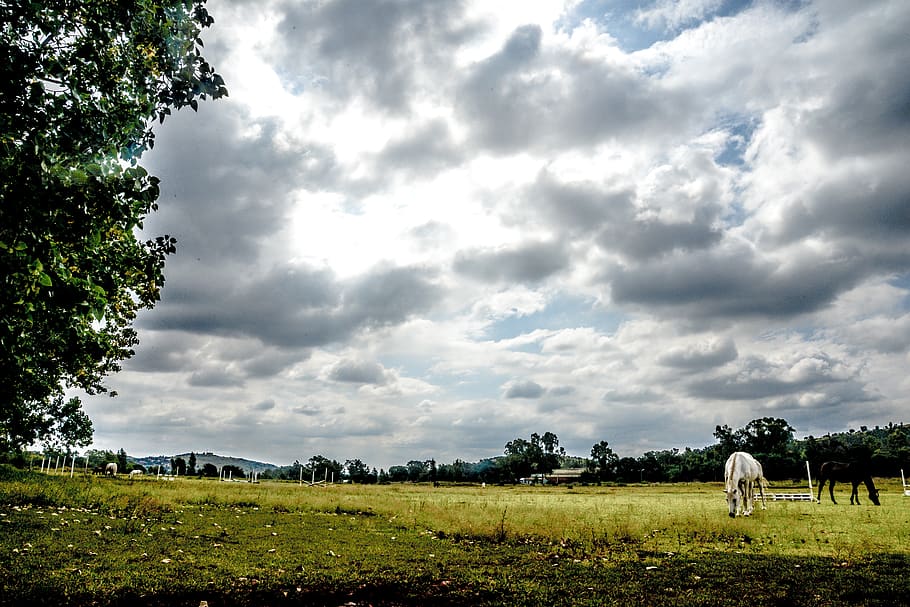White Cattle Walking on Grass Field, clouds, country, daytime HD wallpaper