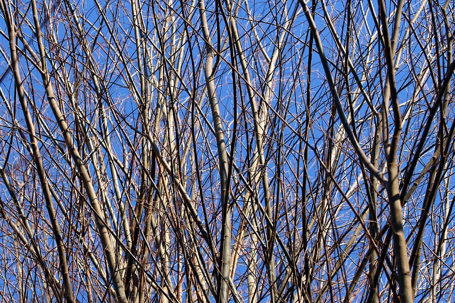 branches, aesthetic, sky, pasture, background, structure, tree HD wallpaper