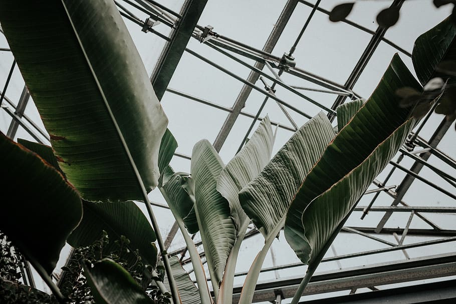 green palm plant, leaf, low angle view, nature, plant part, no people HD wallpaper