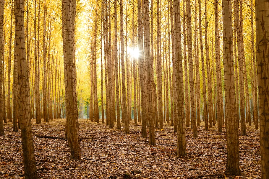gray forest trees during daytime, land, woodland, tranquility HD wallpaper