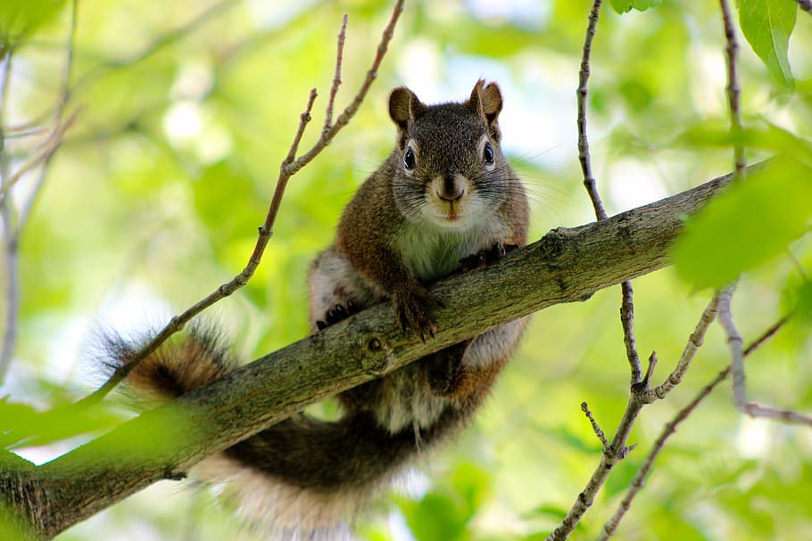 squirrel, tree, branch, curious, funny, animal wildlife, animal themes HD wallpaper