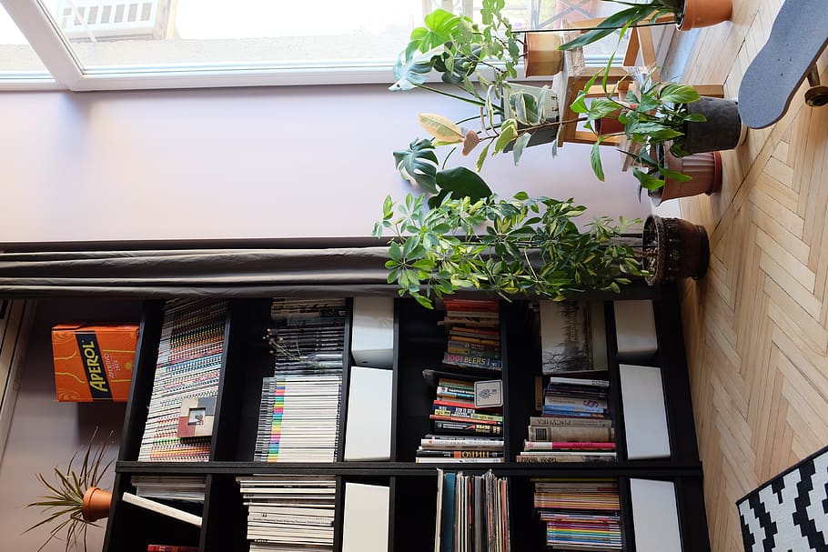 plants beside bookcase with books, shelf, no people, publication, HD wallpaper