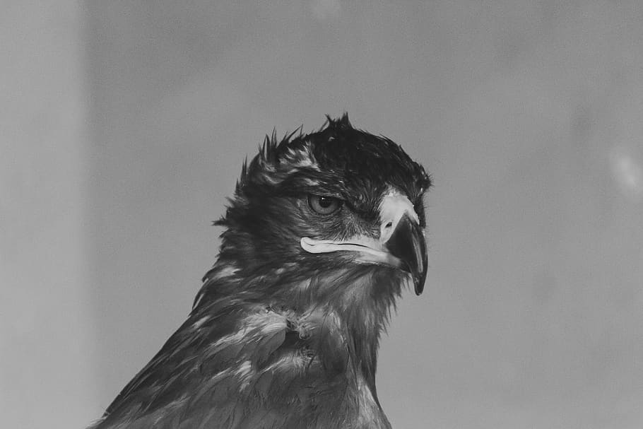 gray bird illustration, poultry, fowl, chicken, animal, eagle HD wallpaper