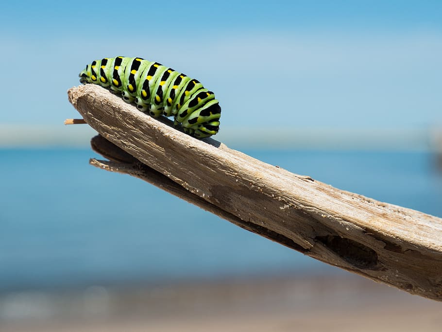 caterpillar, branch, larva, lepidoptera, insect, striped, colorful HD wallpaper