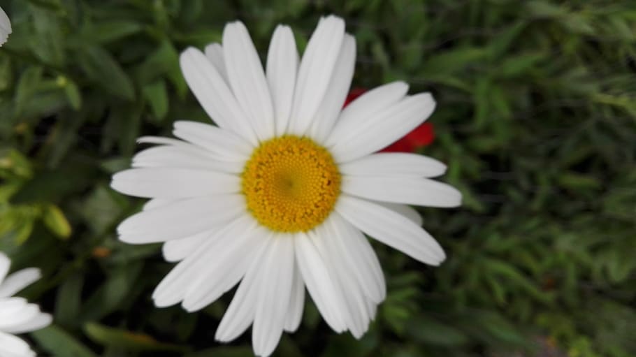 nature, flower, flowers, flowering plant, freshness, fragility HD wallpaper