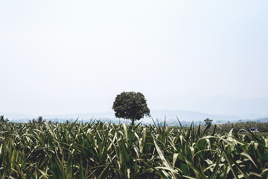nature, field, grass, tree, view, mountains, sky, clouds, horizon HD wallpaper