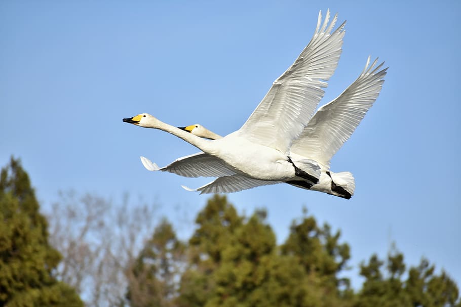 animal, sky, forest, bird, wild birds, waterfowl, fields, swan HD wallpaper