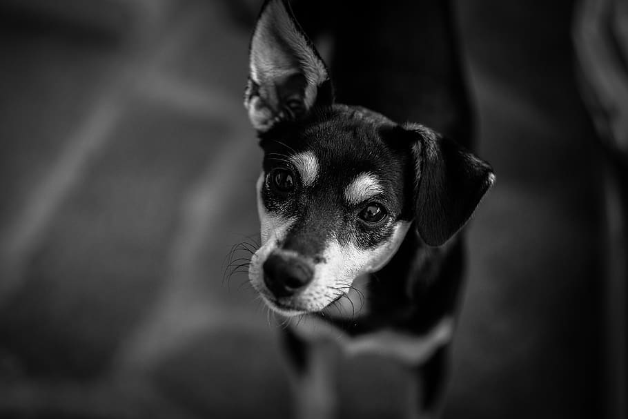 one animal, animal themes, pets, dog, domestic, canine, mammal HD wallpaper
