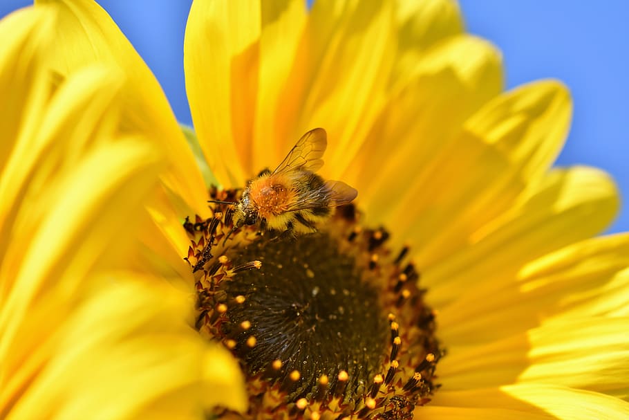 sunflower, hummel, insect, sprinkle, pollen, blossom, bloom HD wallpaper