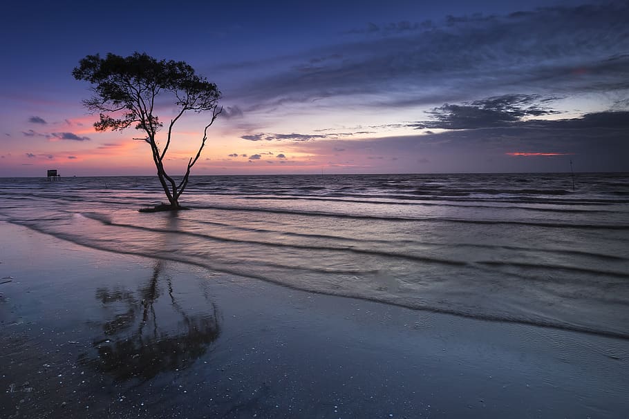 Tree Near Body of Water, beach, clouds, cloudscape, dawn, dusk HD wallpaper