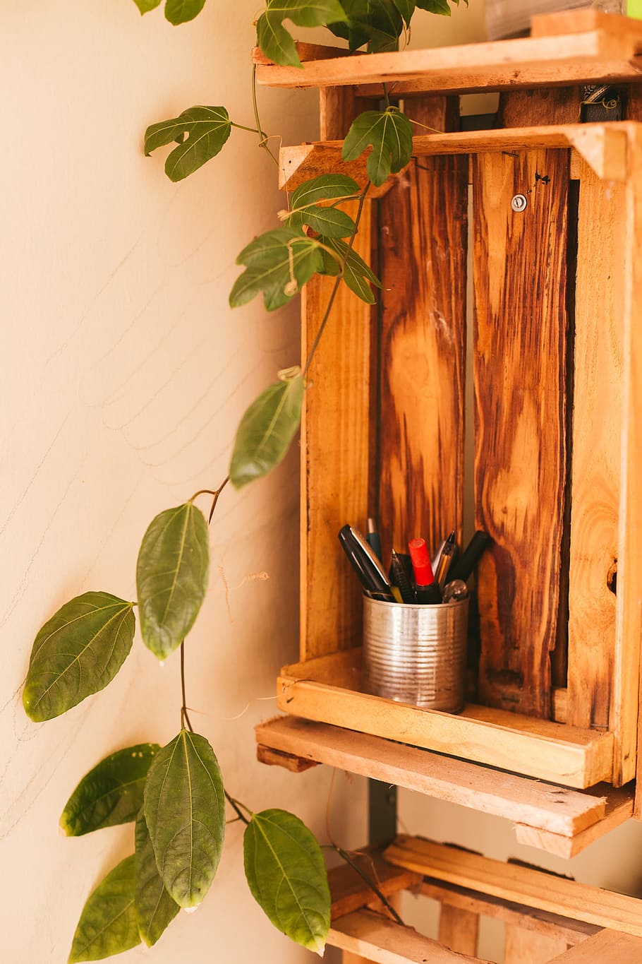 Green Oval Leaf Plant on Cabinet, can, carpentry, container, crates HD wallpaper