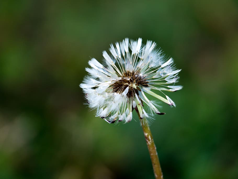 canada, longueuil, saint-hubert, flower, flowering plant, fragility, HD wallpaper