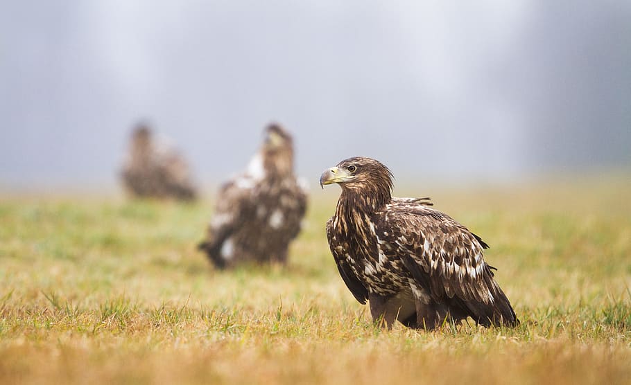 brown bird on grass, eagle, three, layer, repetition, beak, feather HD wallpaper
