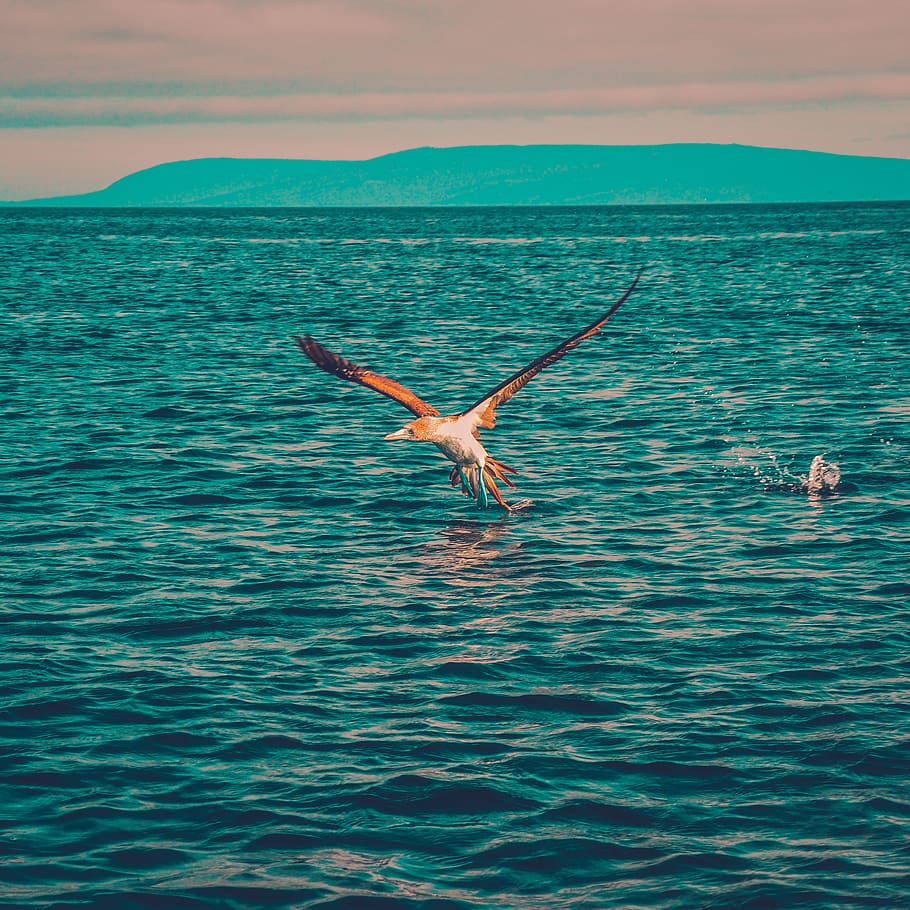 colombia, water, bird, waterfront, sea, animal, animals in the wild HD wallpaper