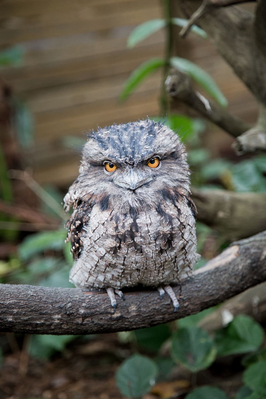 brown owl perched on branch, animal themes, one animal, animals in the wild HD wallpaper