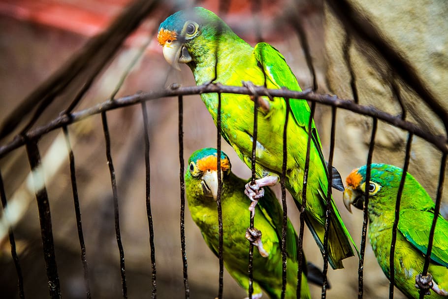 three green parakeets inside on black cage, animal themes, bird HD wallpaper