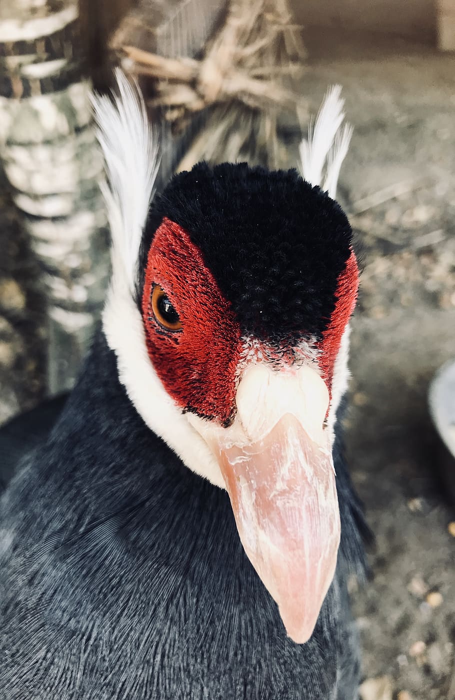 flash, not flash, red, white, black, animal, bird, macro, face HD wallpaper
