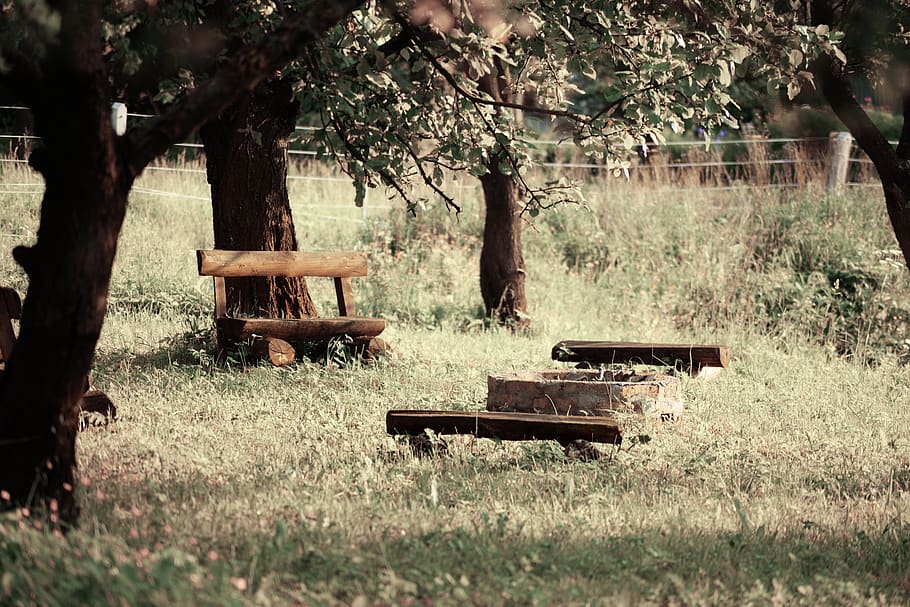 bench, tree, wooden, garden, mood, flowering, sunny, ornament HD wallpaper