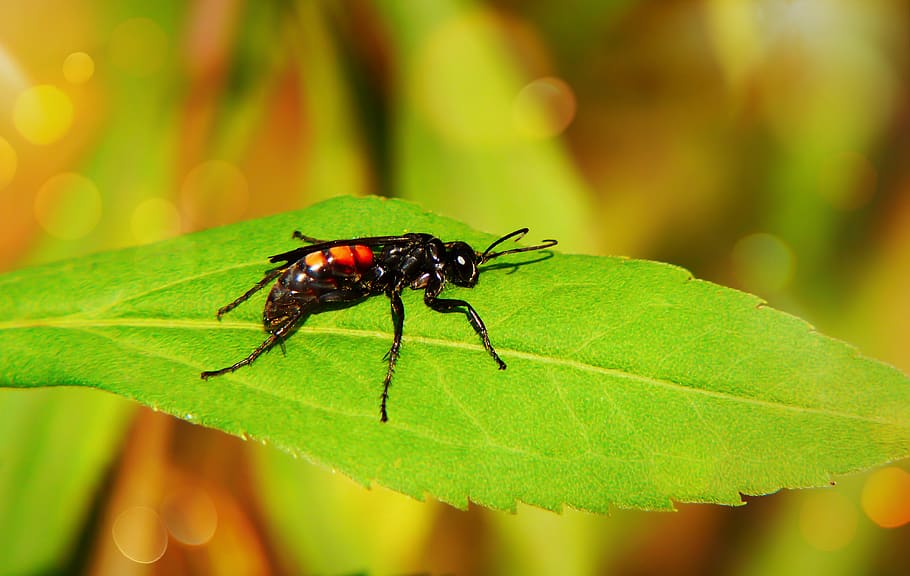 plant part, leaf, insect, invertebrate, animal themes, animals in the wild HD wallpaper
