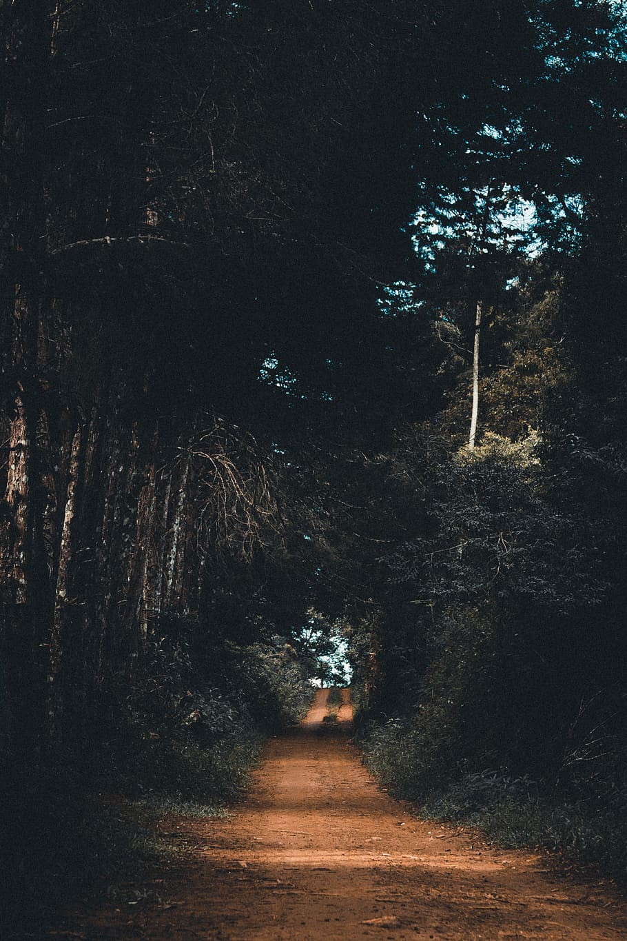 Forest, dirt road, trees, plant, direction, the way forward, land HD wallpaper