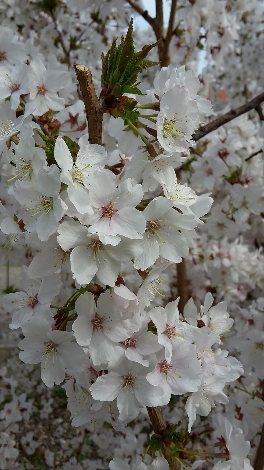 Full blossom. Цветение вишни. Цветы Сакуры фото.