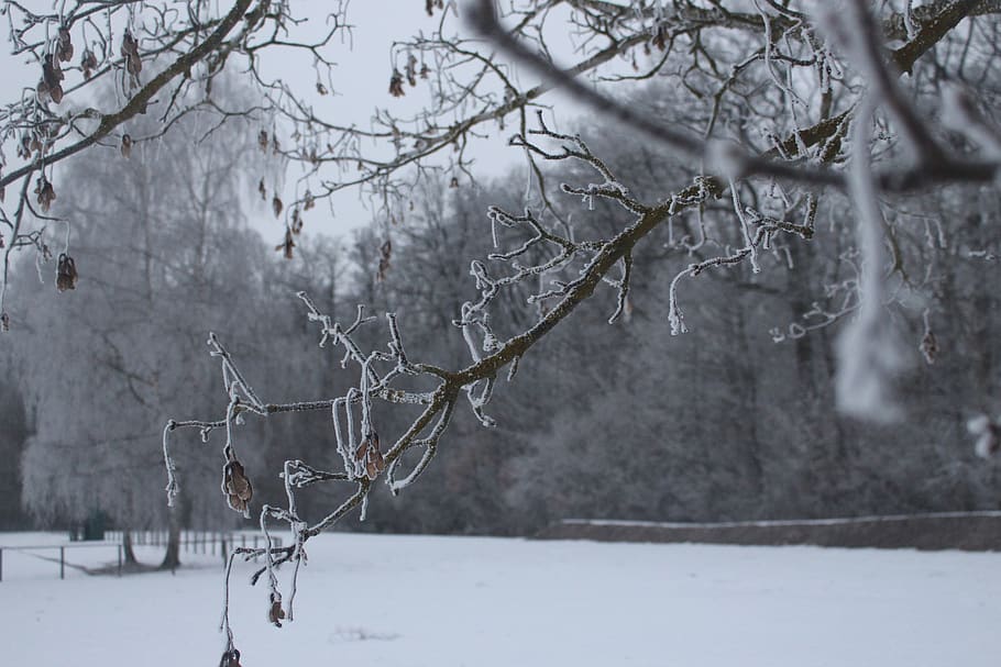 trees, forest, winter, germany, ice, snow, depth of field, cold temperature HD wallpaper