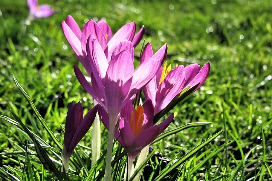 crocus, purple, sun, transparent, vegetable, outdoor, meadow HD wallpaper