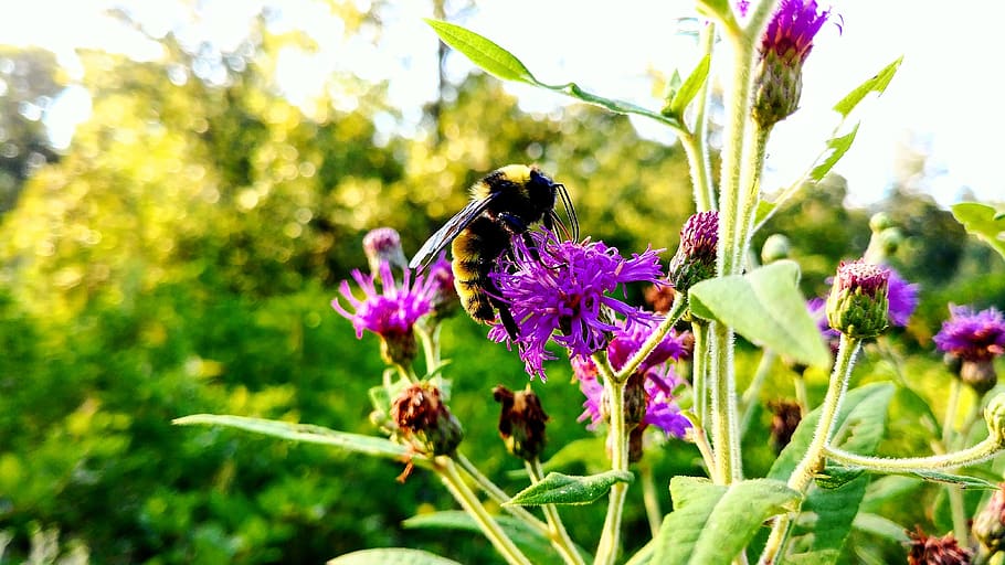bee, flower, bugs, nature, flowering plant, fragility, animal themes HD wallpaper