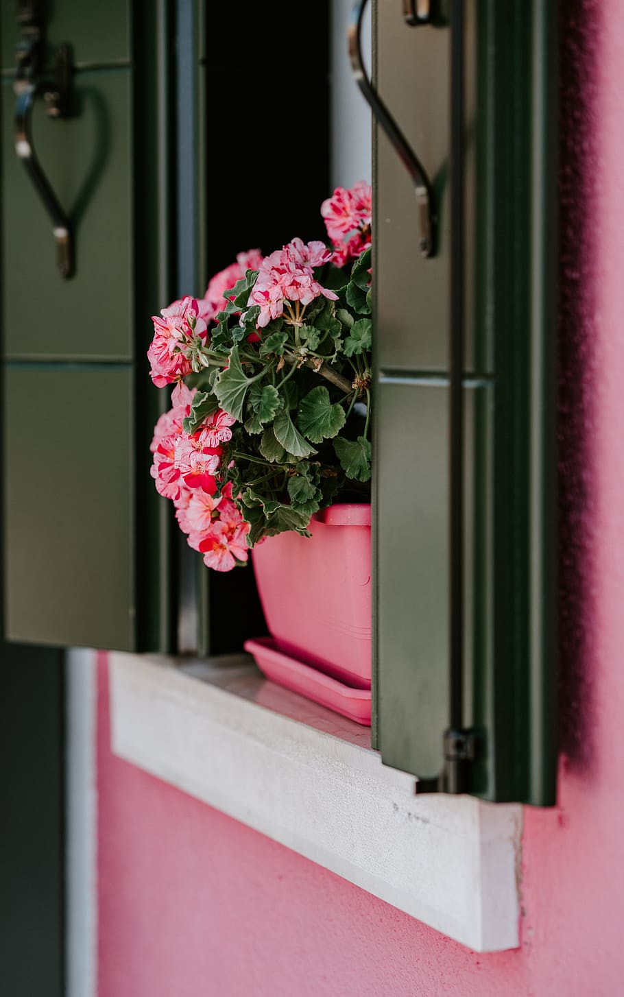 pink petal flower on window, pot, shutter, floral, spring, color HD wallpaper