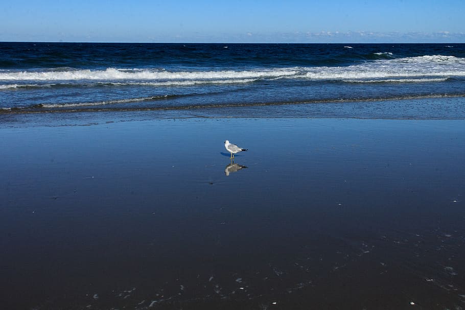 ocean, seagull, shoreline, water, animal wildlife, animal themes HD wallpaper