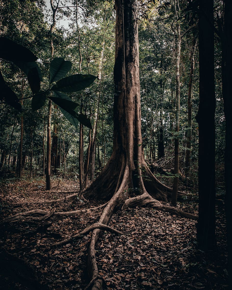 geren woods, tree, forest, tree trunk, land, plant, growth, woodland HD wallpaper