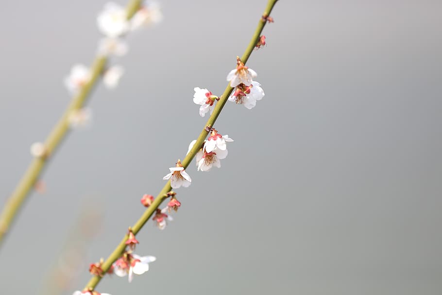 plum, plum tree, plum blossoms, flower, flowering plant, freshness HD wallpaper