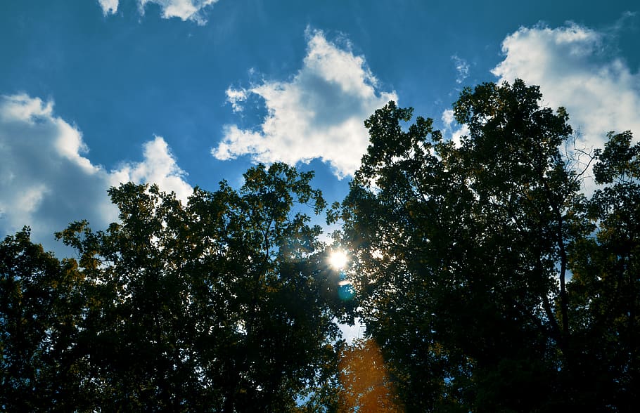 trees, lake, forest, sky, nature, leaves, cloud, clouds, branches HD wallpaper