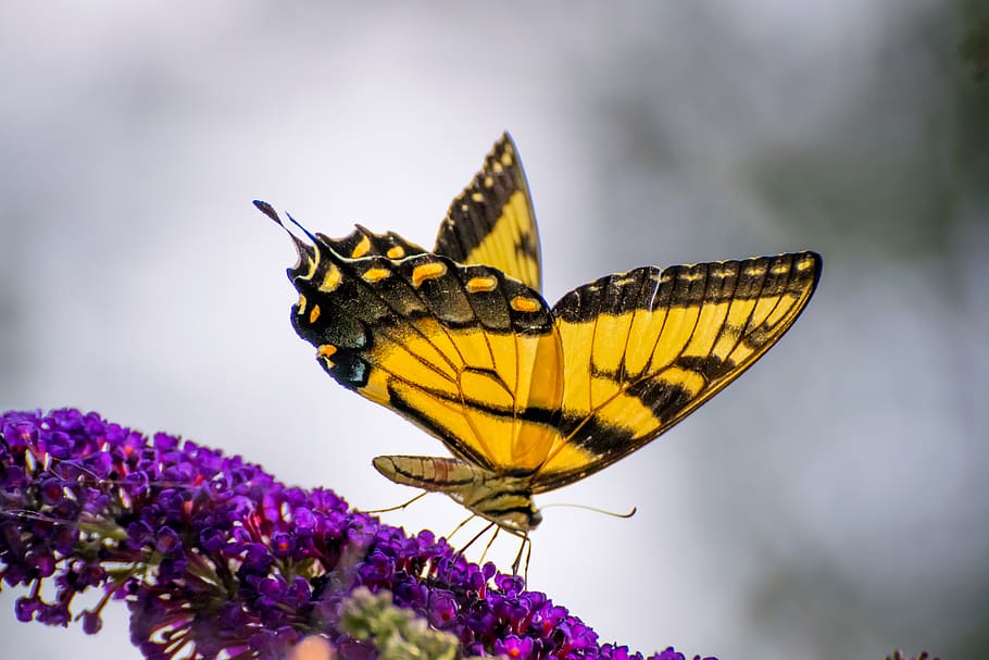 butterfly, flower, flowering plant, animal wing, insect, beauty in nature HD wallpaper