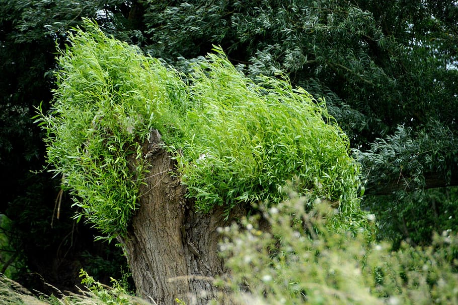 nature, tree, willow, spring, leaves, summer, green, field HD wallpaper