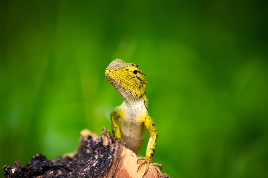 chameleon, background, isolated, green, animal, nature, white HD wallpaper