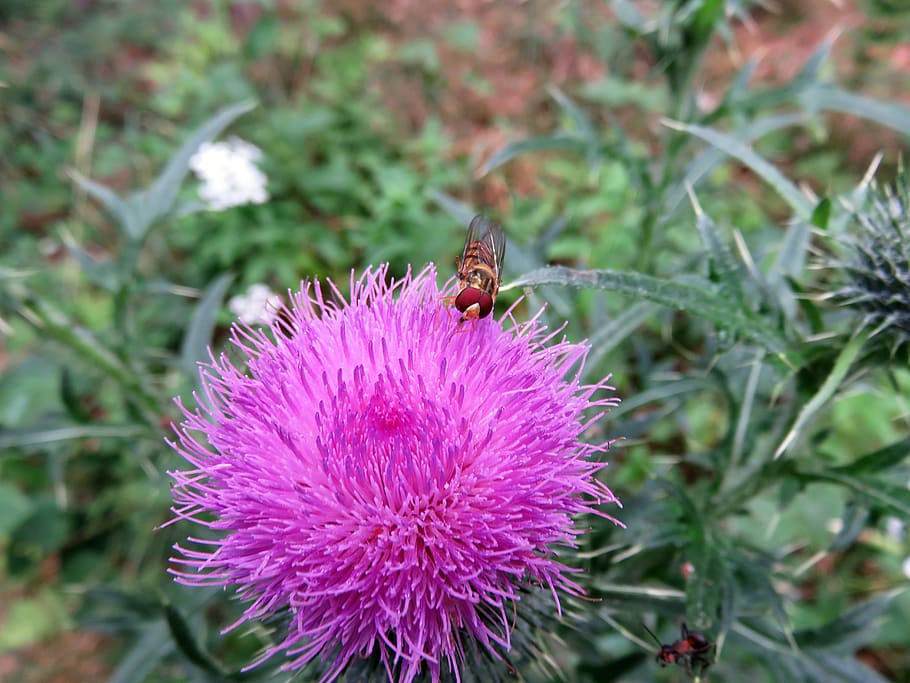 thistle, blossom, bloom, insect, close up, summer, flora, nature HD wallpaper